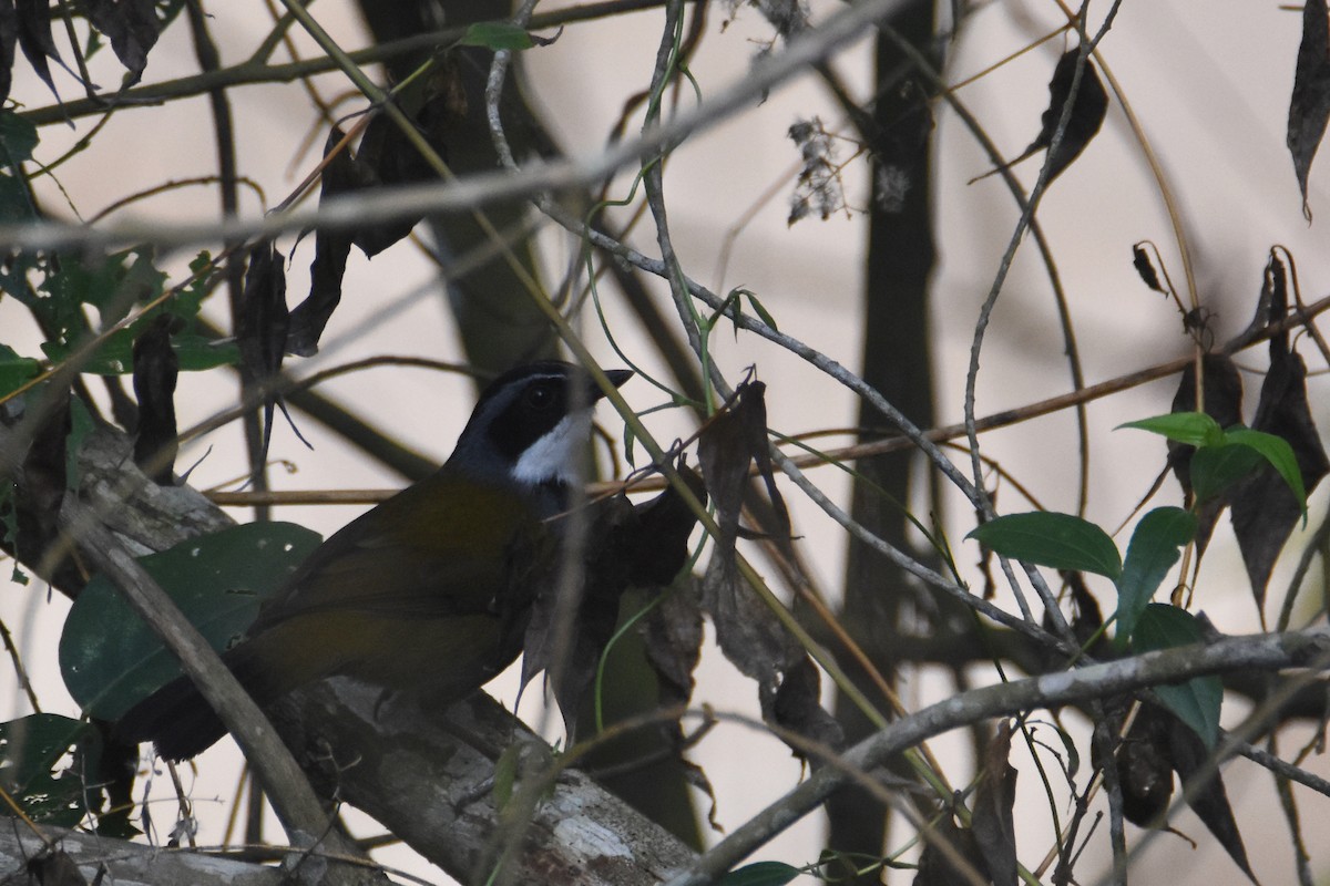 Sierra Nevada Brushfinch - ML618390890