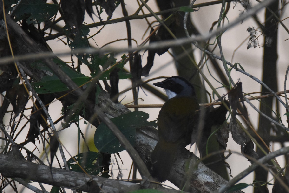 Sierra Nevada Brushfinch - ML618390891