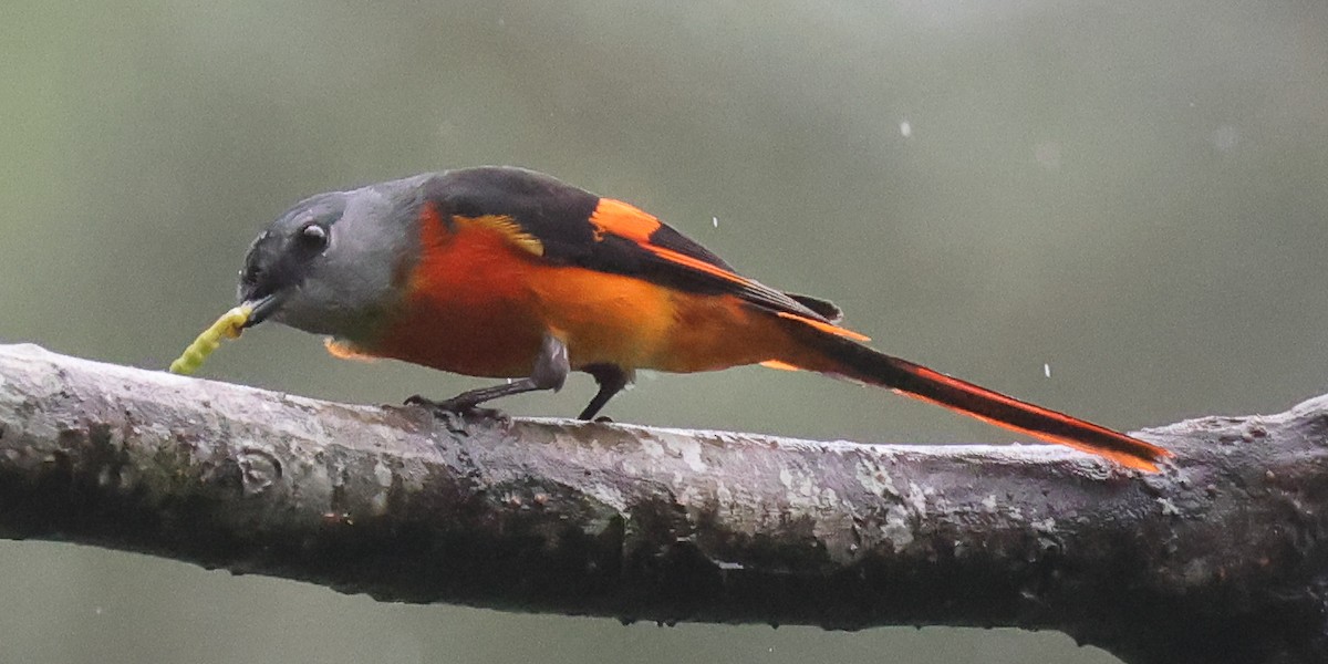 Gray-chinned Minivet - ML618390918