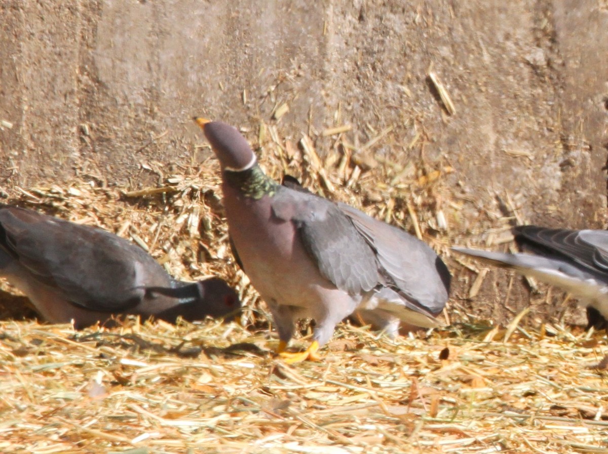 Pigeon à queue barrée - ML618390936