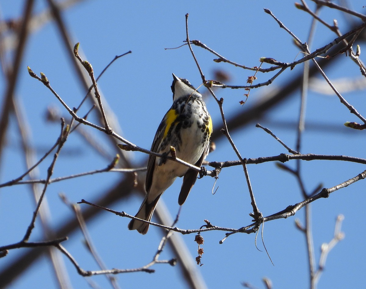 Yellow-rumped Warbler - ML618390987