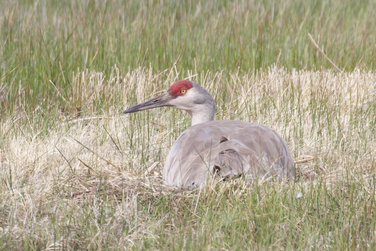 Sandhill Crane - ML618390995