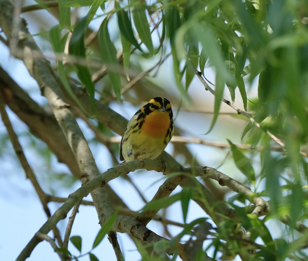 Blackburnian Warbler - Cherie F