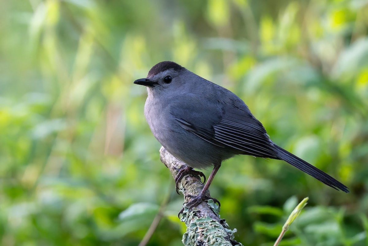 Gray Catbird - ML618391023