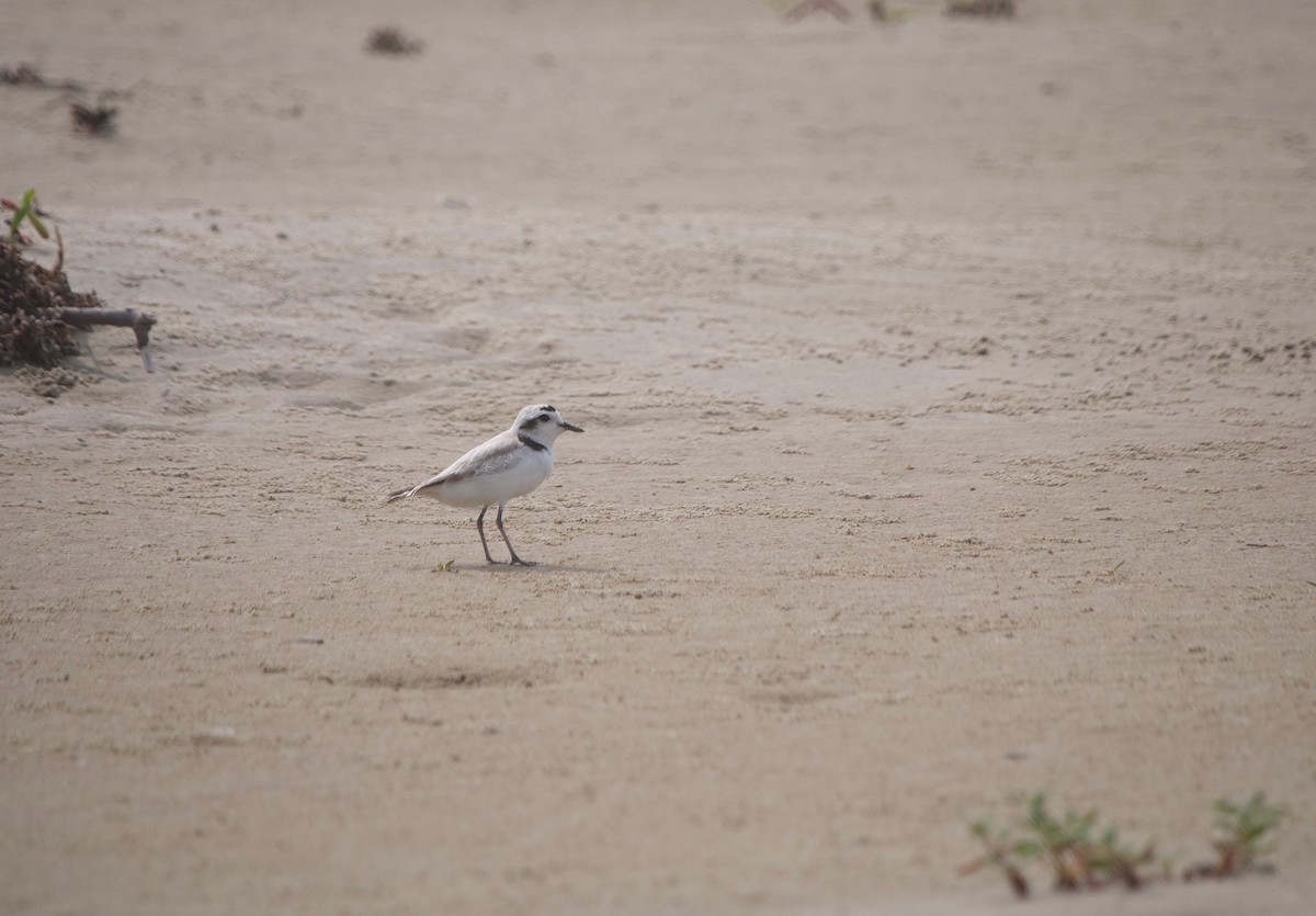 Snowy Plover - Gautam Apte