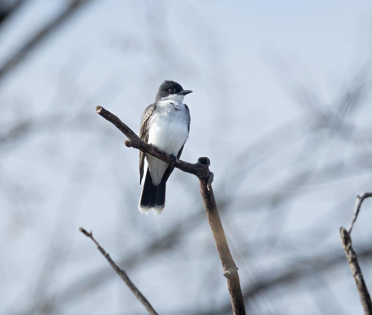 Eastern Kingbird - ML618391052