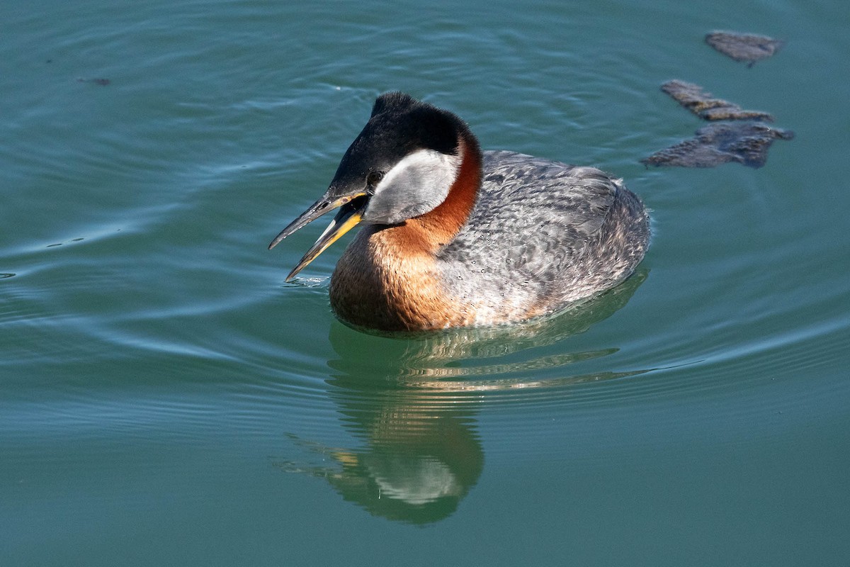 Red-necked Grebe - Jessica Blaine Smith