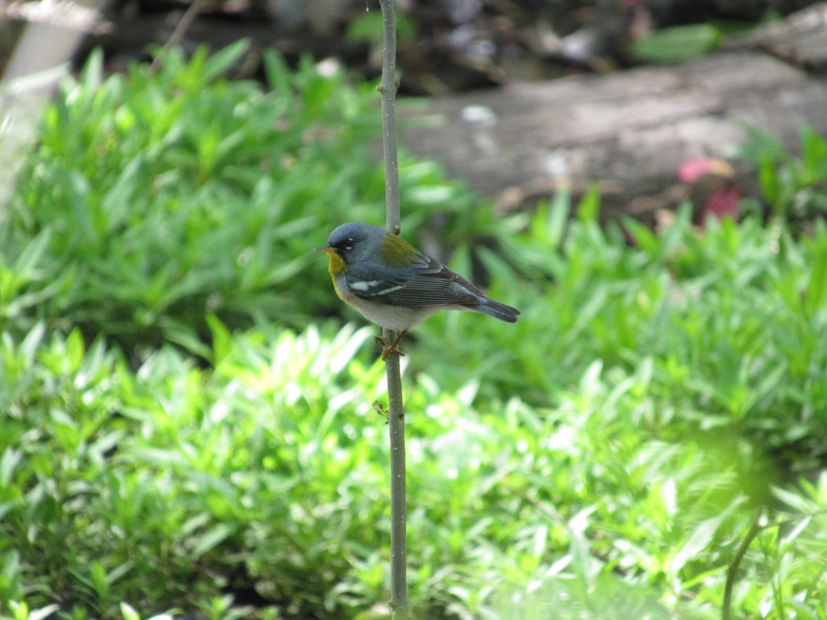 Paruline à collier - ML618391131