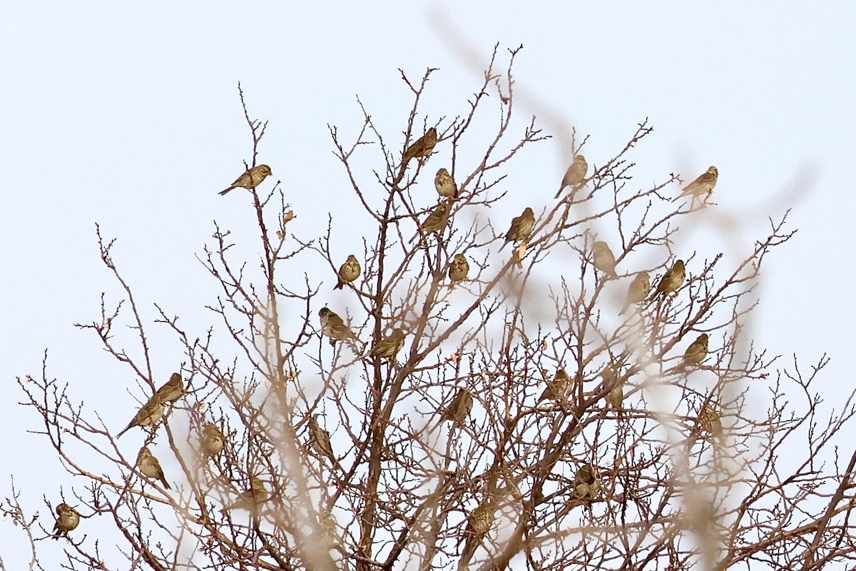 Corn Bunting - ML618391132