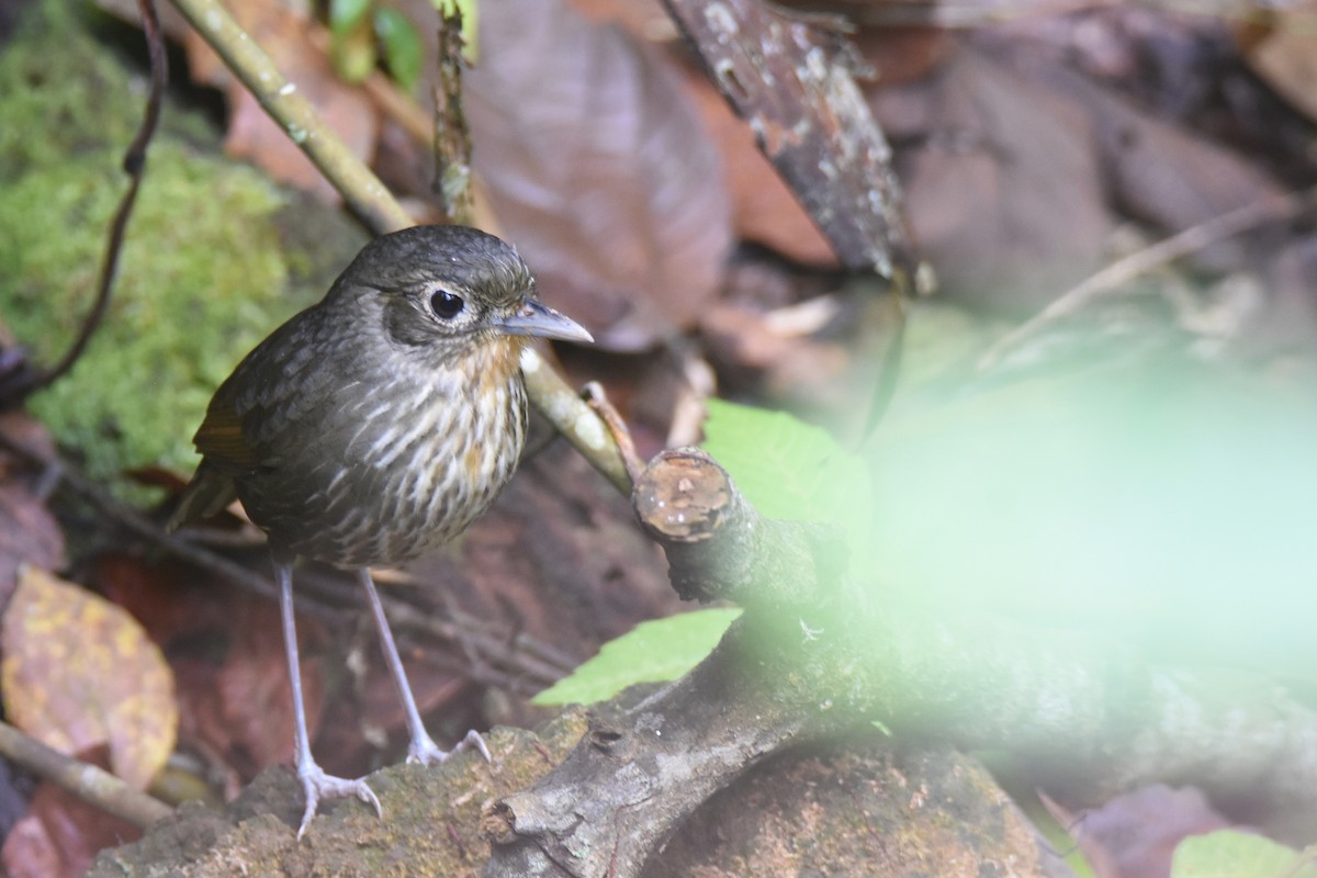 Santa Marta Antpitta - Luke Berg