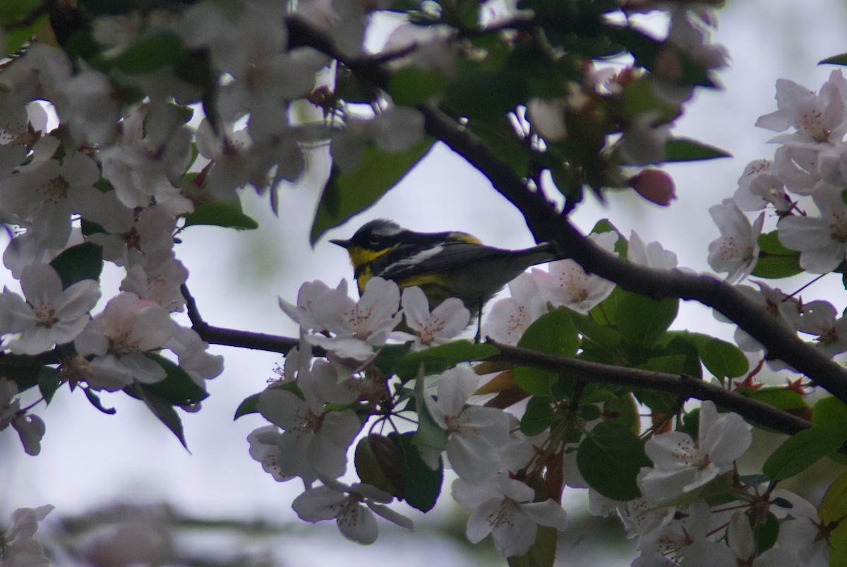 Magnolia Warbler - ML618391167