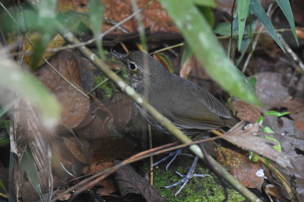 Santa Marta Antpitta - ML618391169