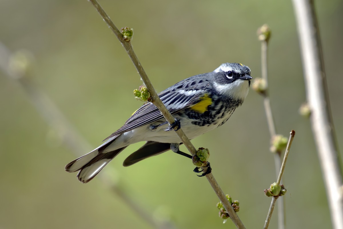 Yellow-rumped Warbler - Thomas Burns