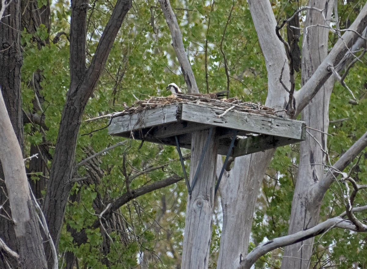 Osprey - ML618391198