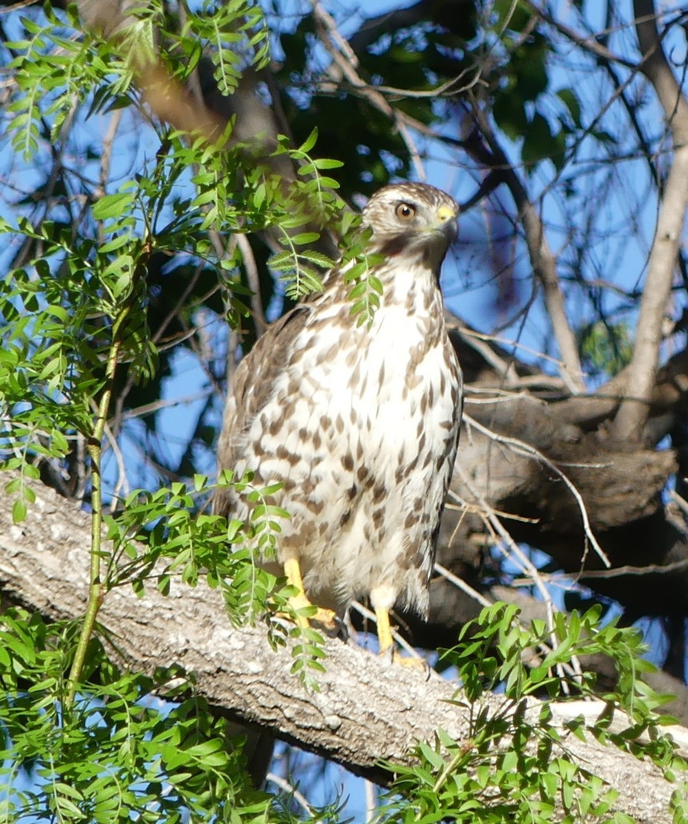 Broad-winged Hawk - Kara Carragher