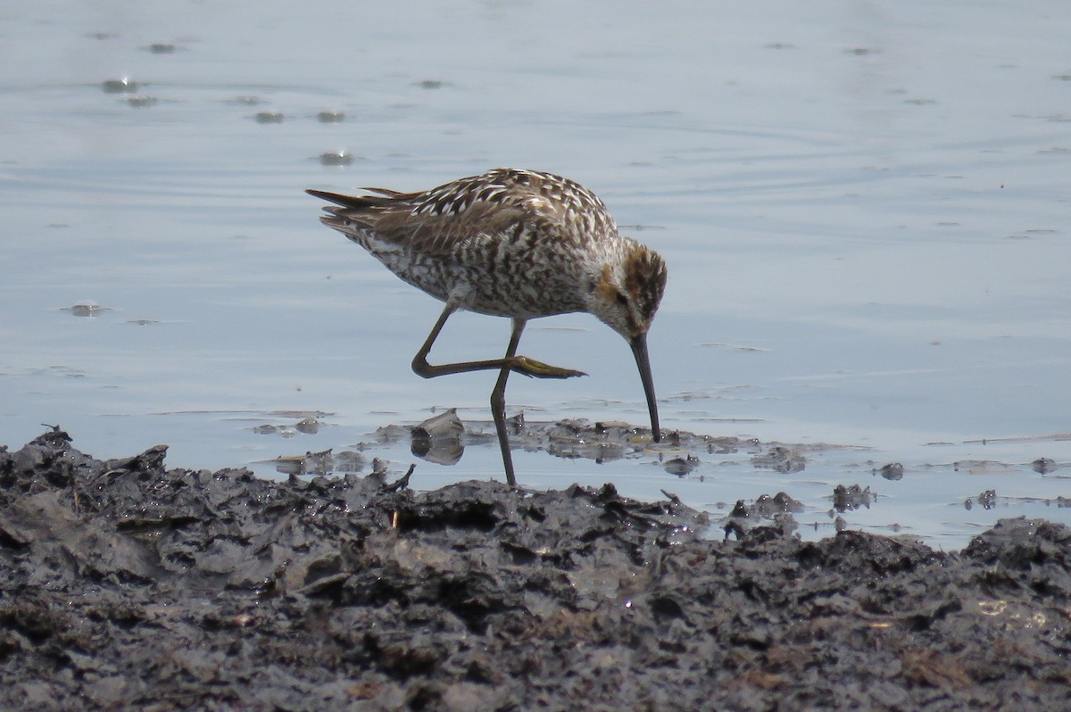 Stilt Sandpiper - ML61839121