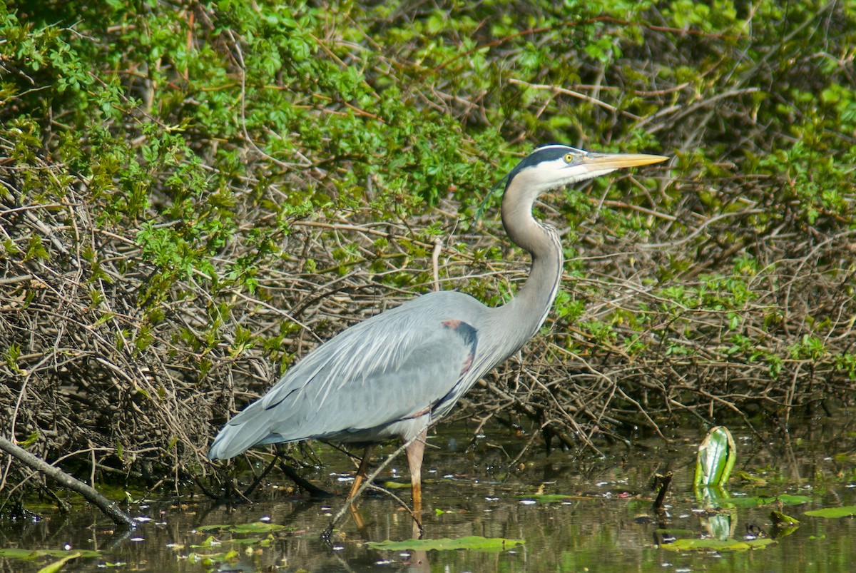 Great Blue Heron - ML618391251