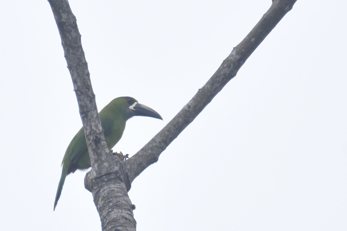 Southern Emerald-Toucanet (Santa Marta) - ML618391280