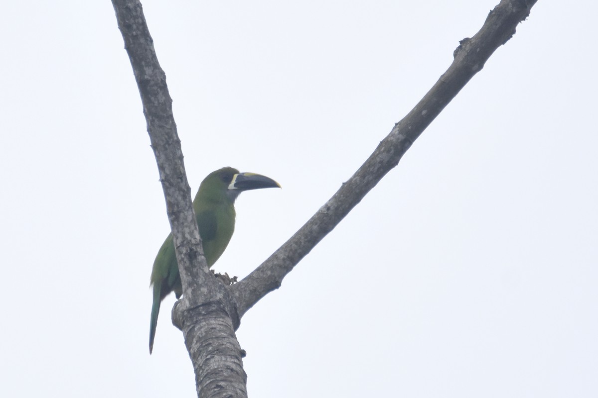 Tucanete Gorjiblanco (lautus) - ML618391281