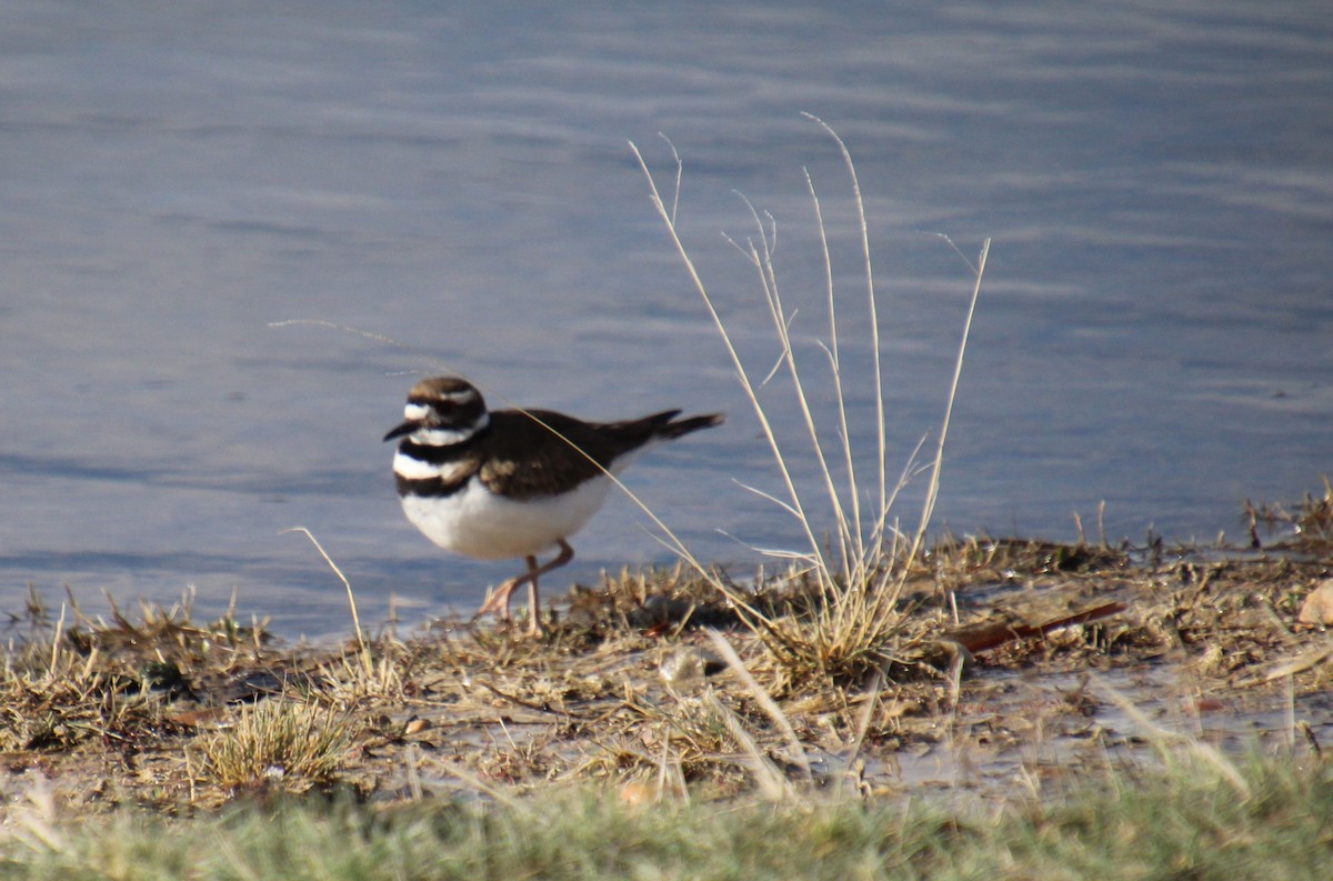 Killdeer - Elaine Cassidy