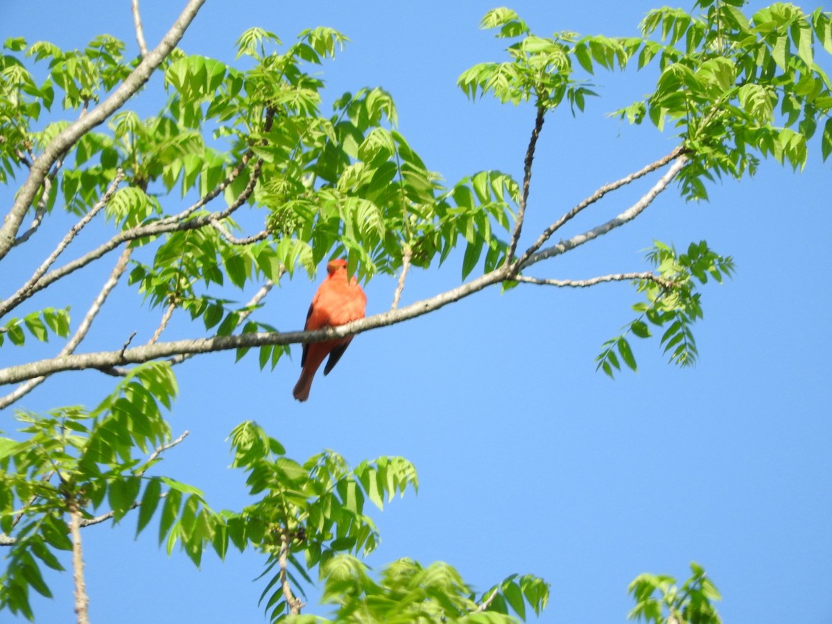 Summer Tanager - ML618391339