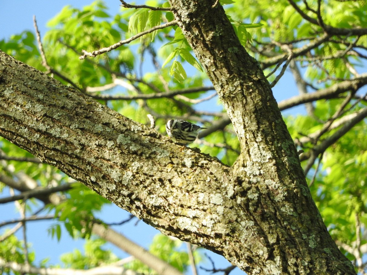 Black-and-white Warbler - ML618391354