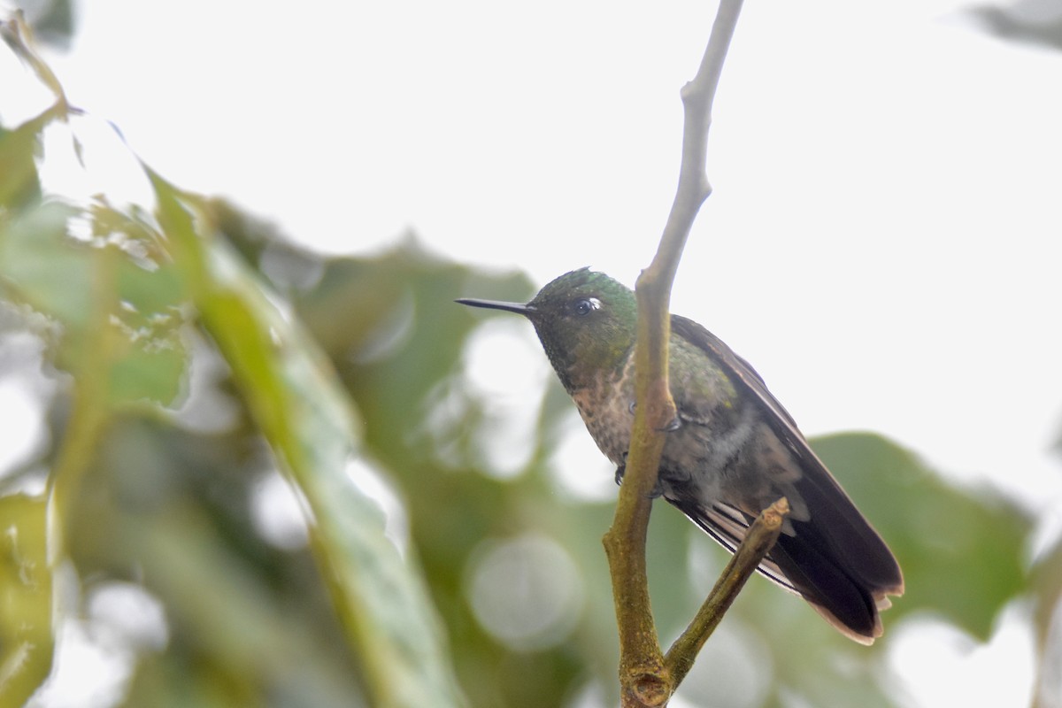 Tyrian Metaltail (Santa Marta) - Luke Berg