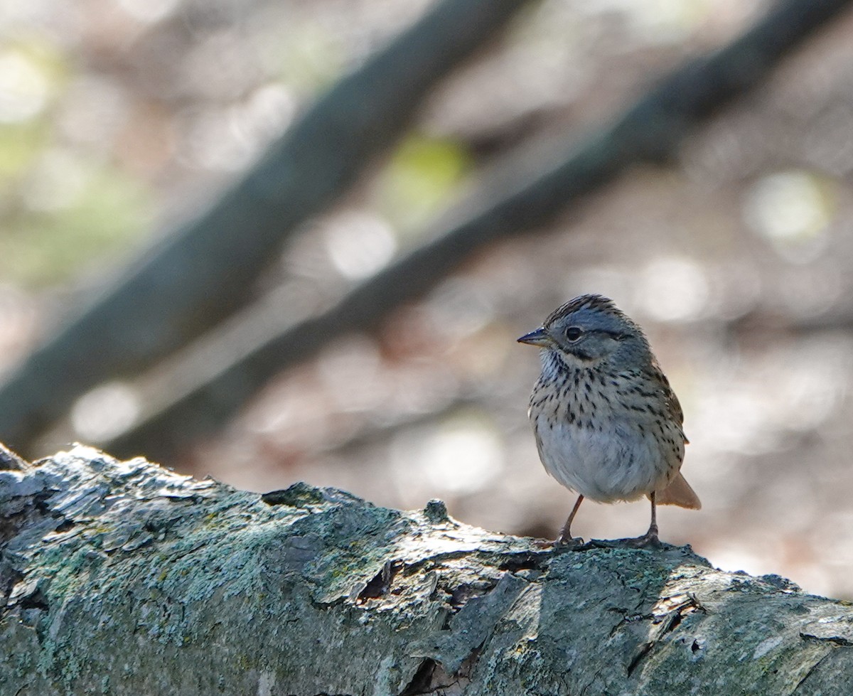 Lincoln's Sparrow - ML618391369