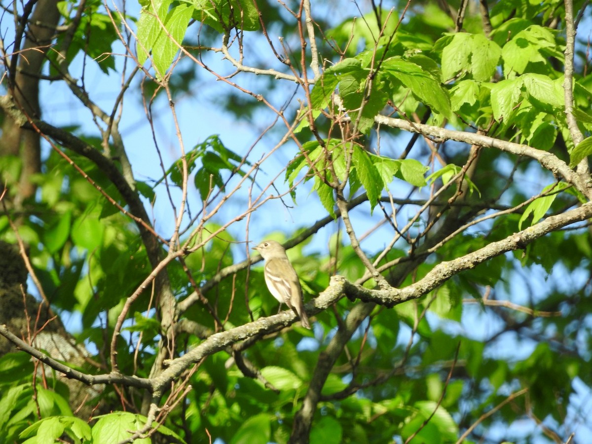 Least Flycatcher - Aaron Locke