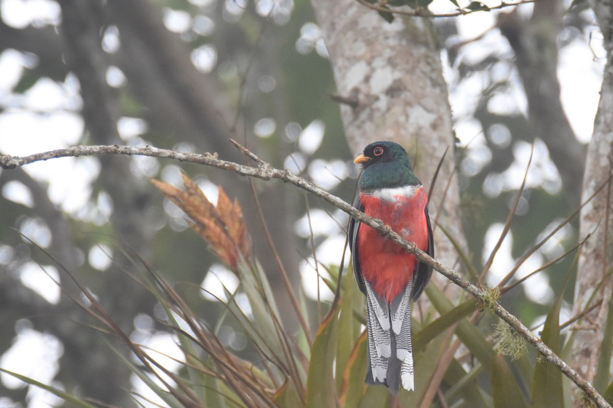 Masked Trogon - Luke Berg