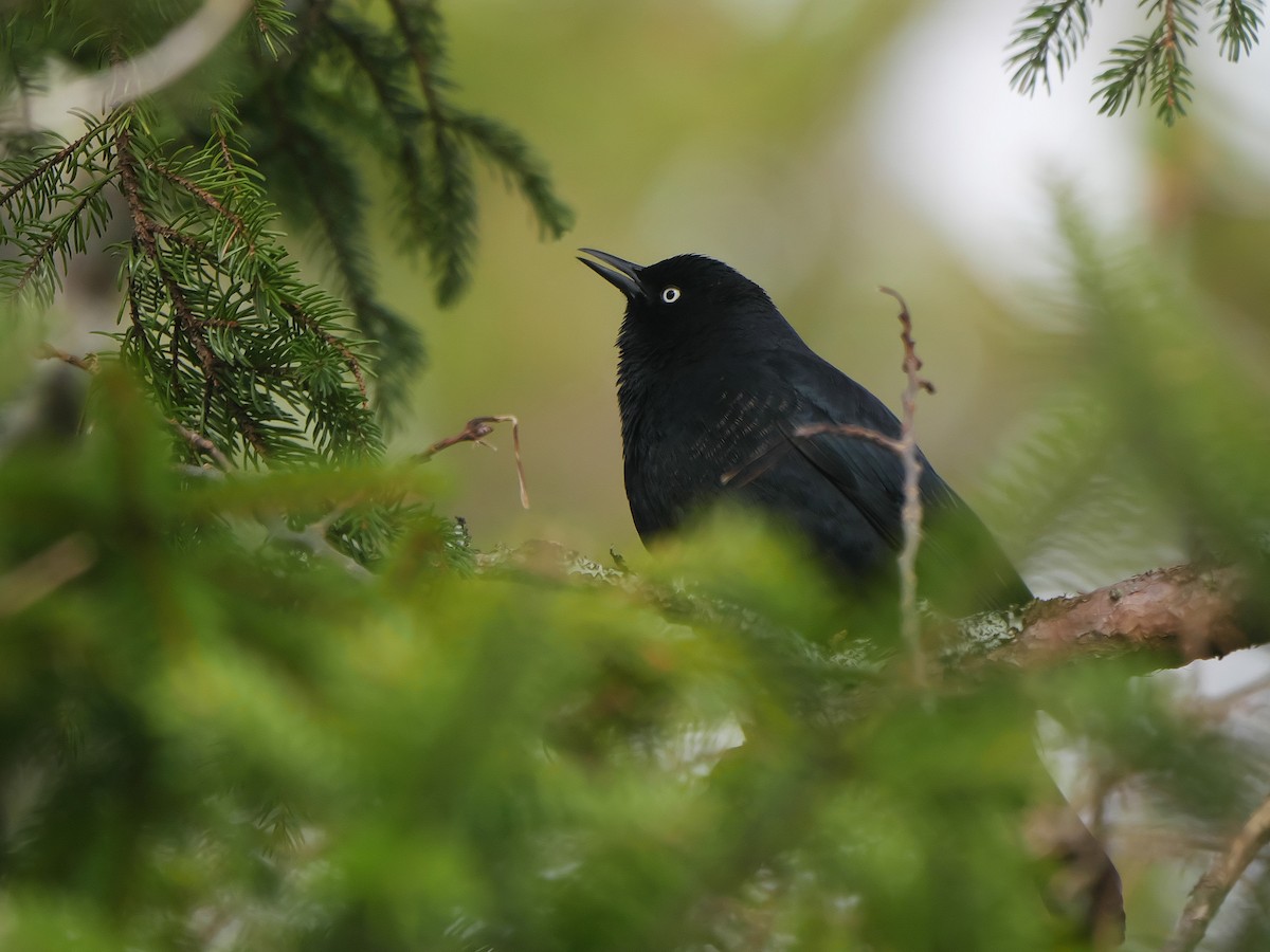 Rusty Blackbird - ML618391388