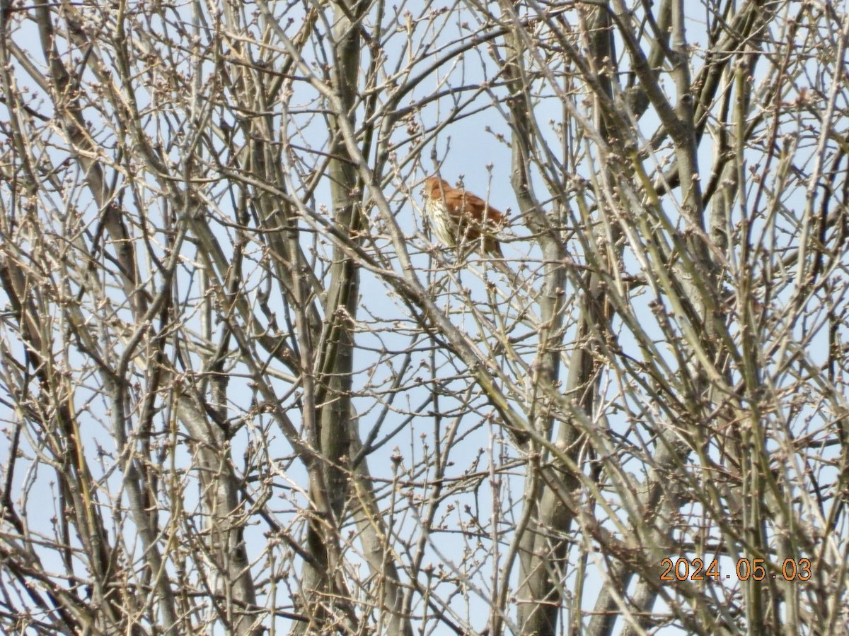 Brown Thrasher - Lyne Pelletier