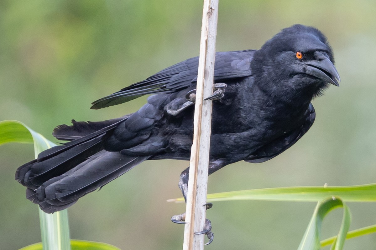 White-necked Crow - Linda Rudolph