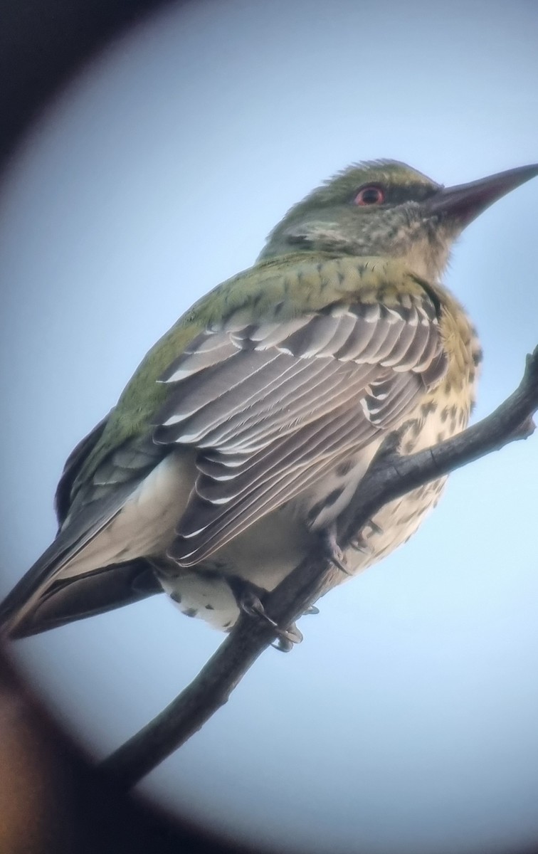 Olive-backed Oriole - ML618391426