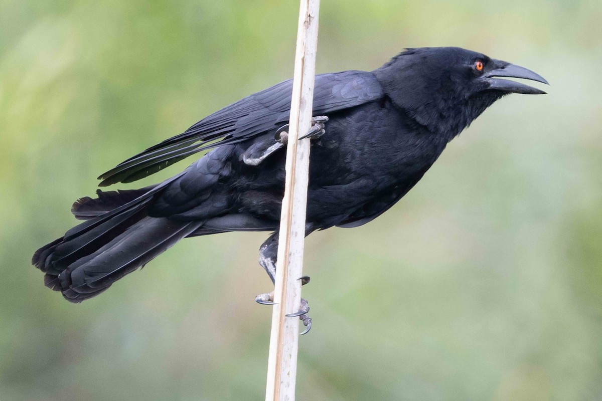 White-necked Crow - ML618391428