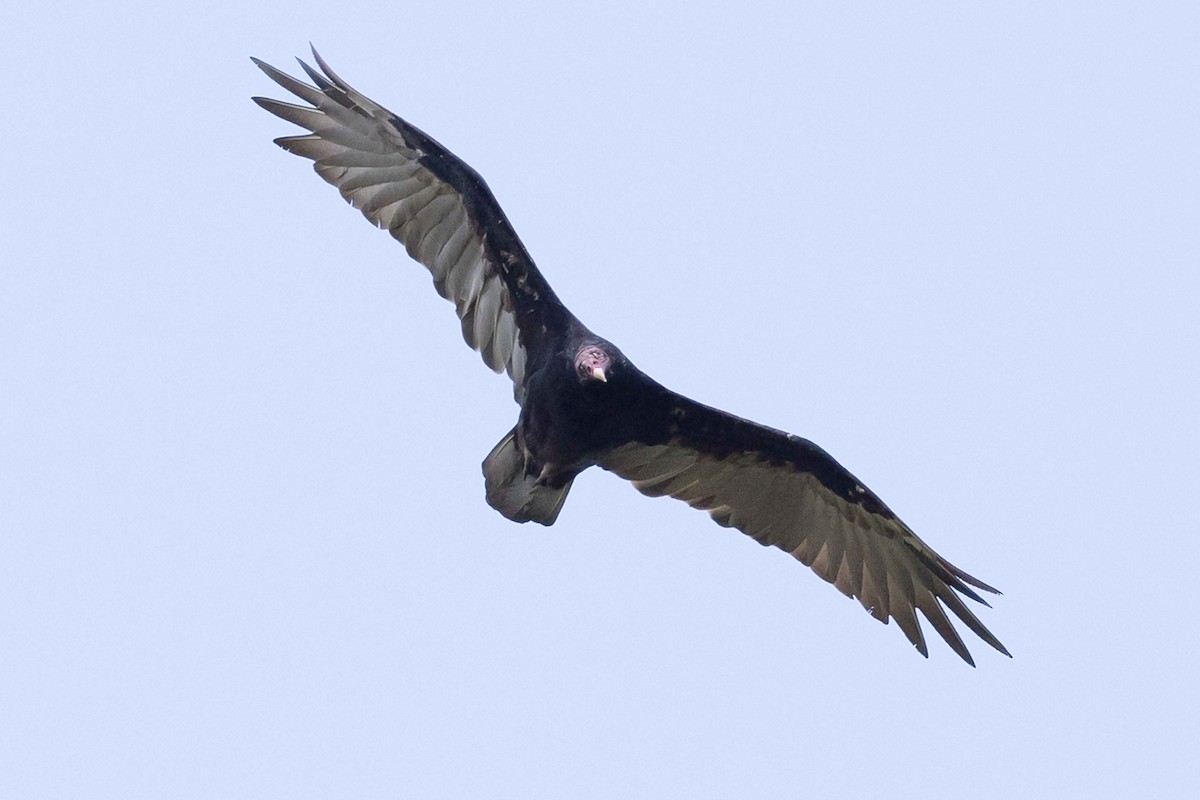 Turkey Vulture - ML618391439