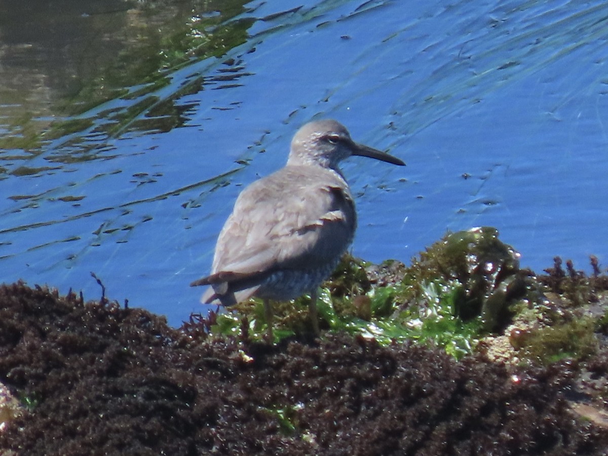 Wandering Tattler - ML618391441