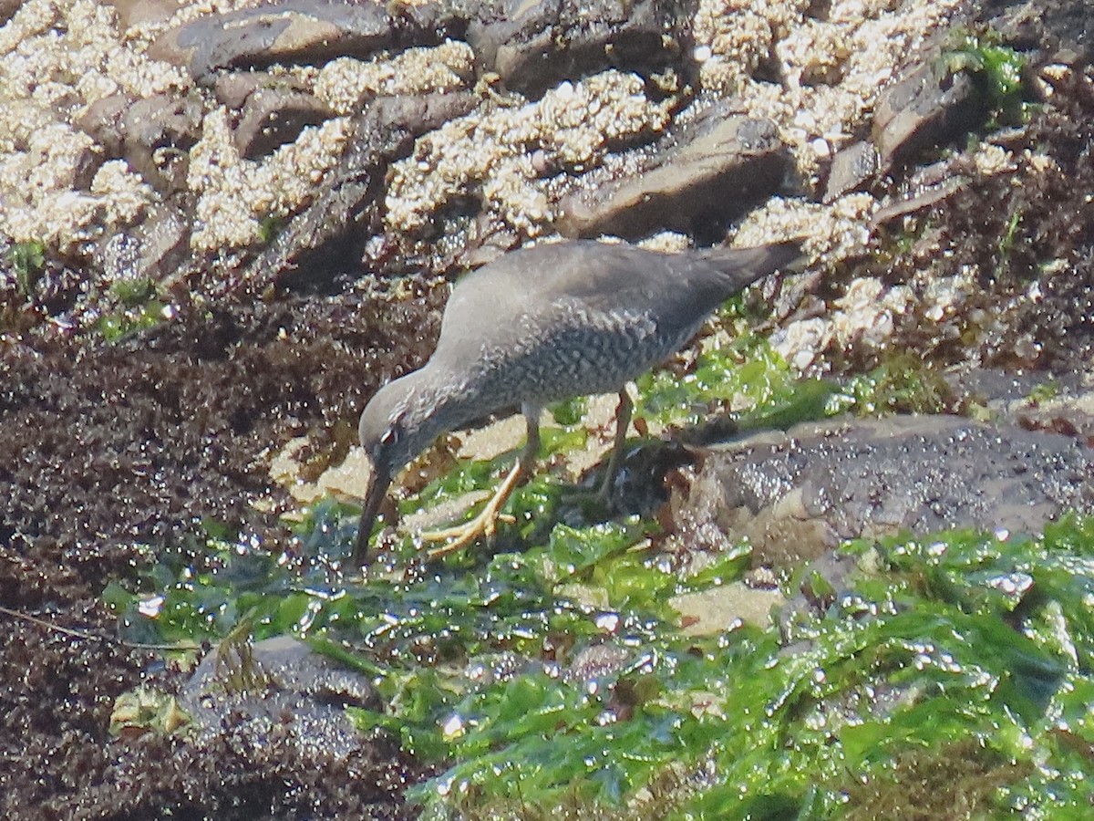 Wandering Tattler - ML618391442