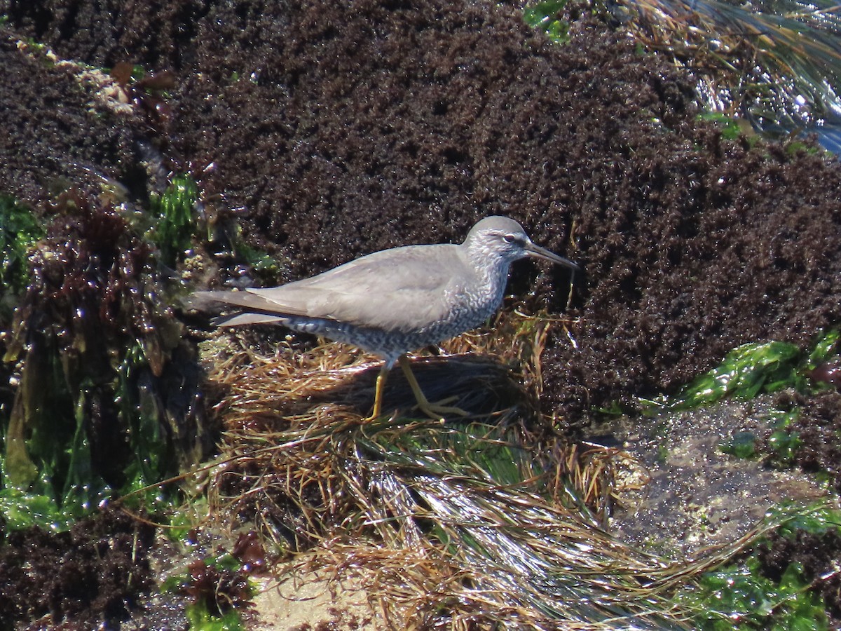 Wandering Tattler - ML618391443