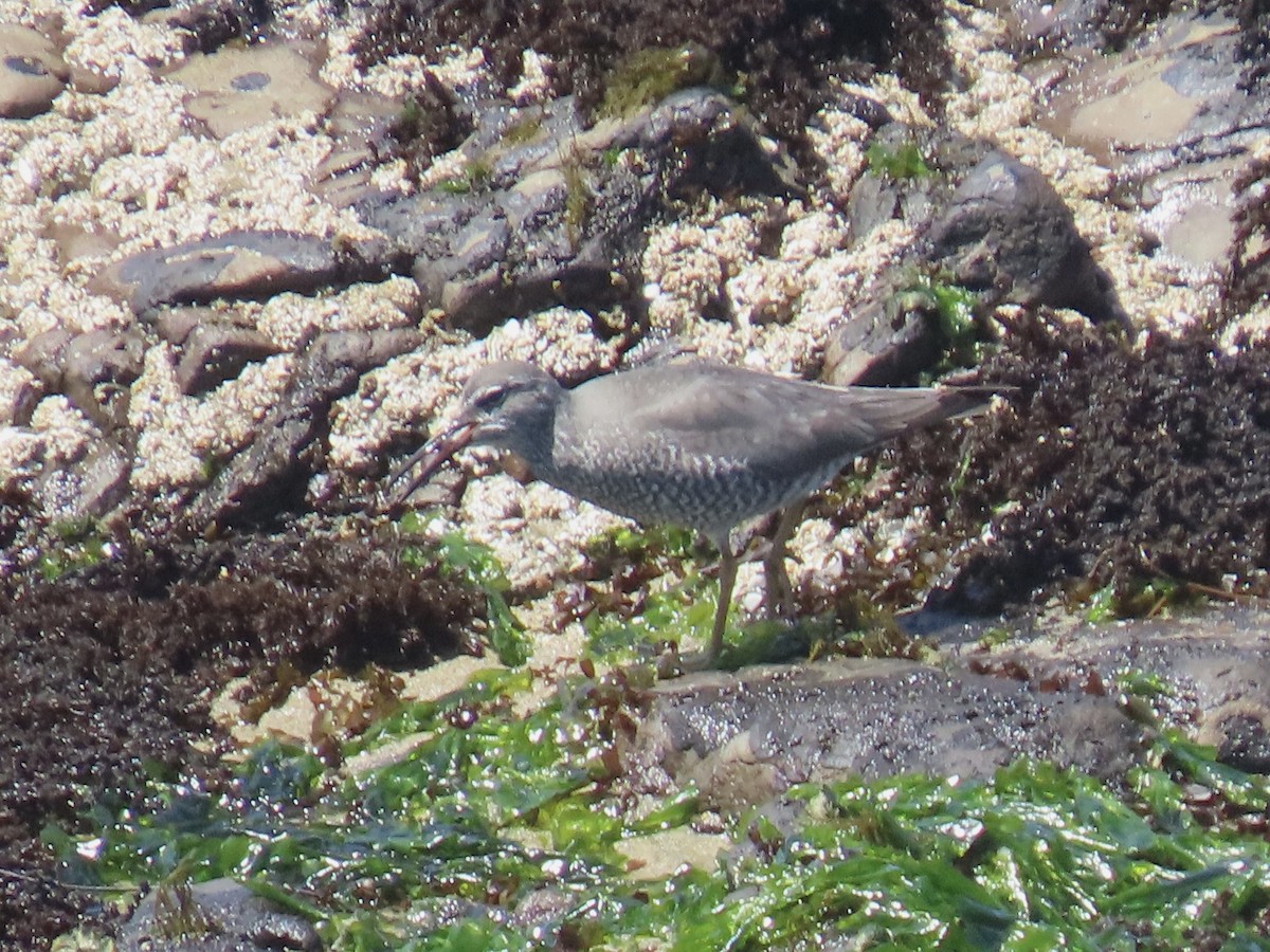 Wandering Tattler - ML618391444