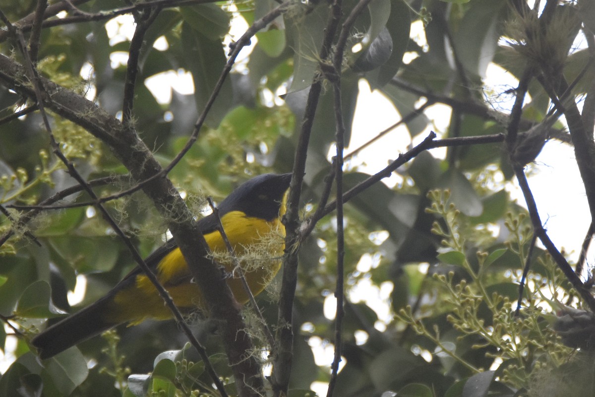 Black-cheeked Mountain Tanager - ML618391473