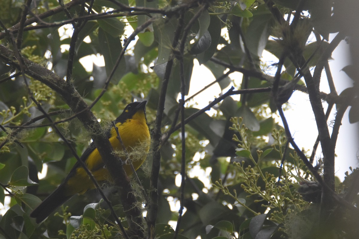 Black-cheeked Mountain Tanager - ML618391474
