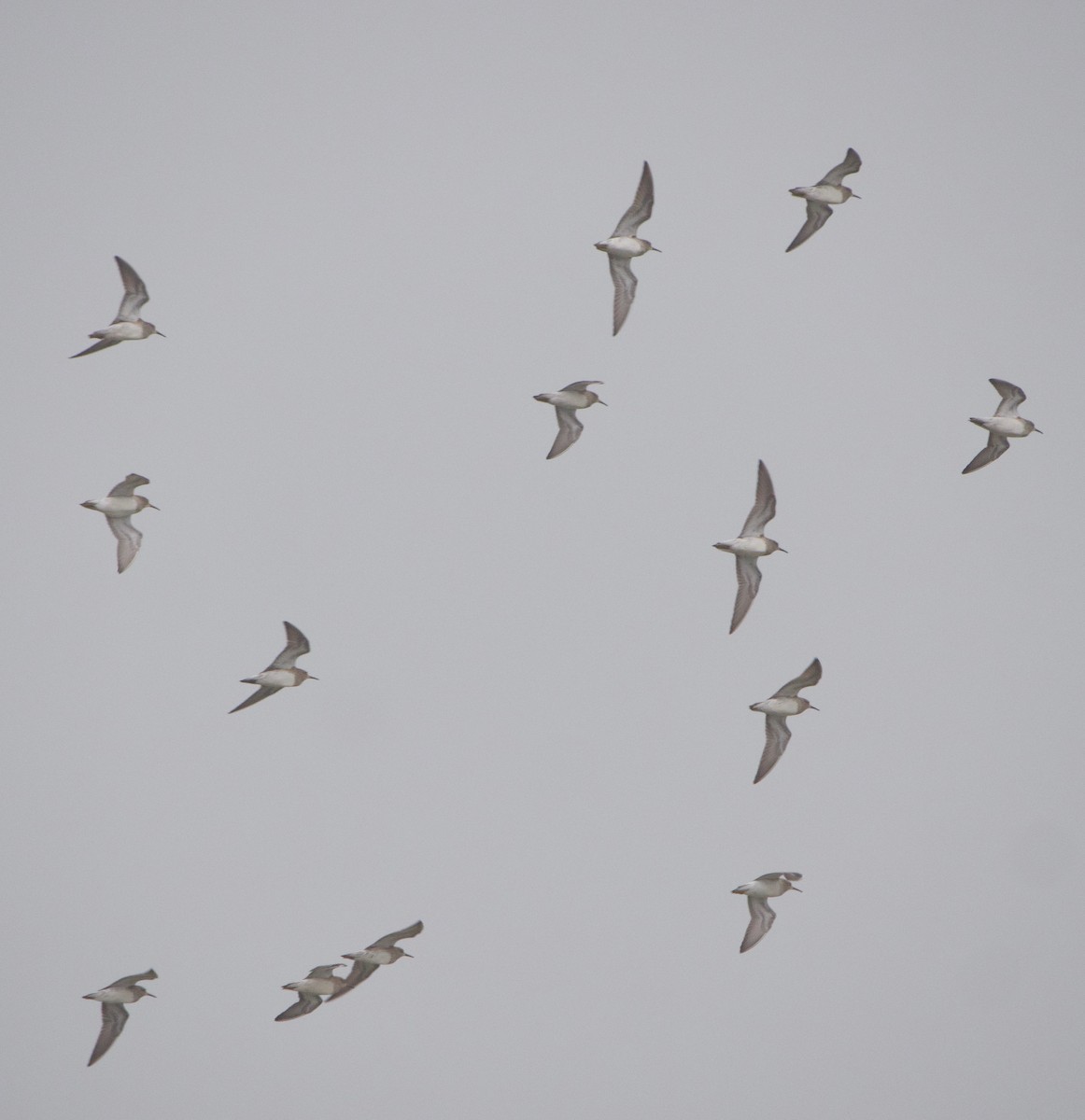 Pectoral Sandpiper - ML618391488