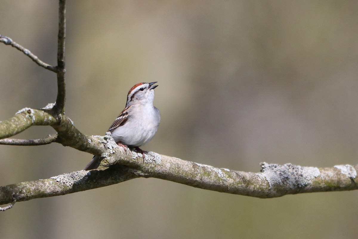 Chipping Sparrow - ML618391496