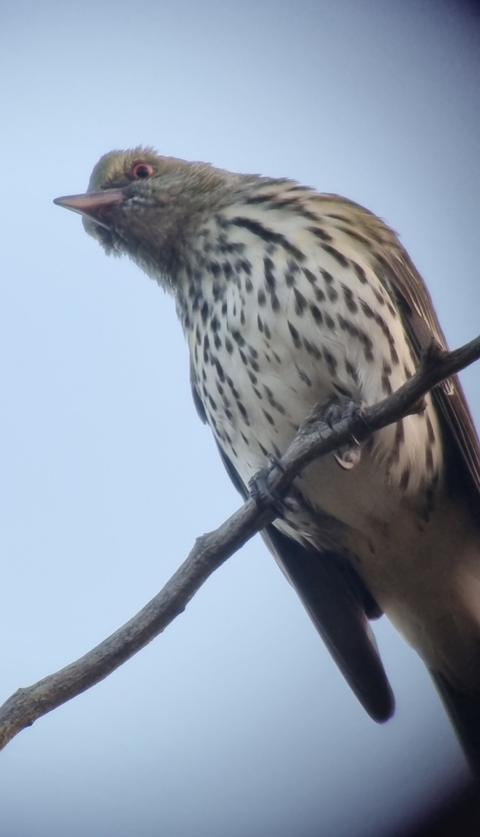 Olive-backed Oriole - ML618391509