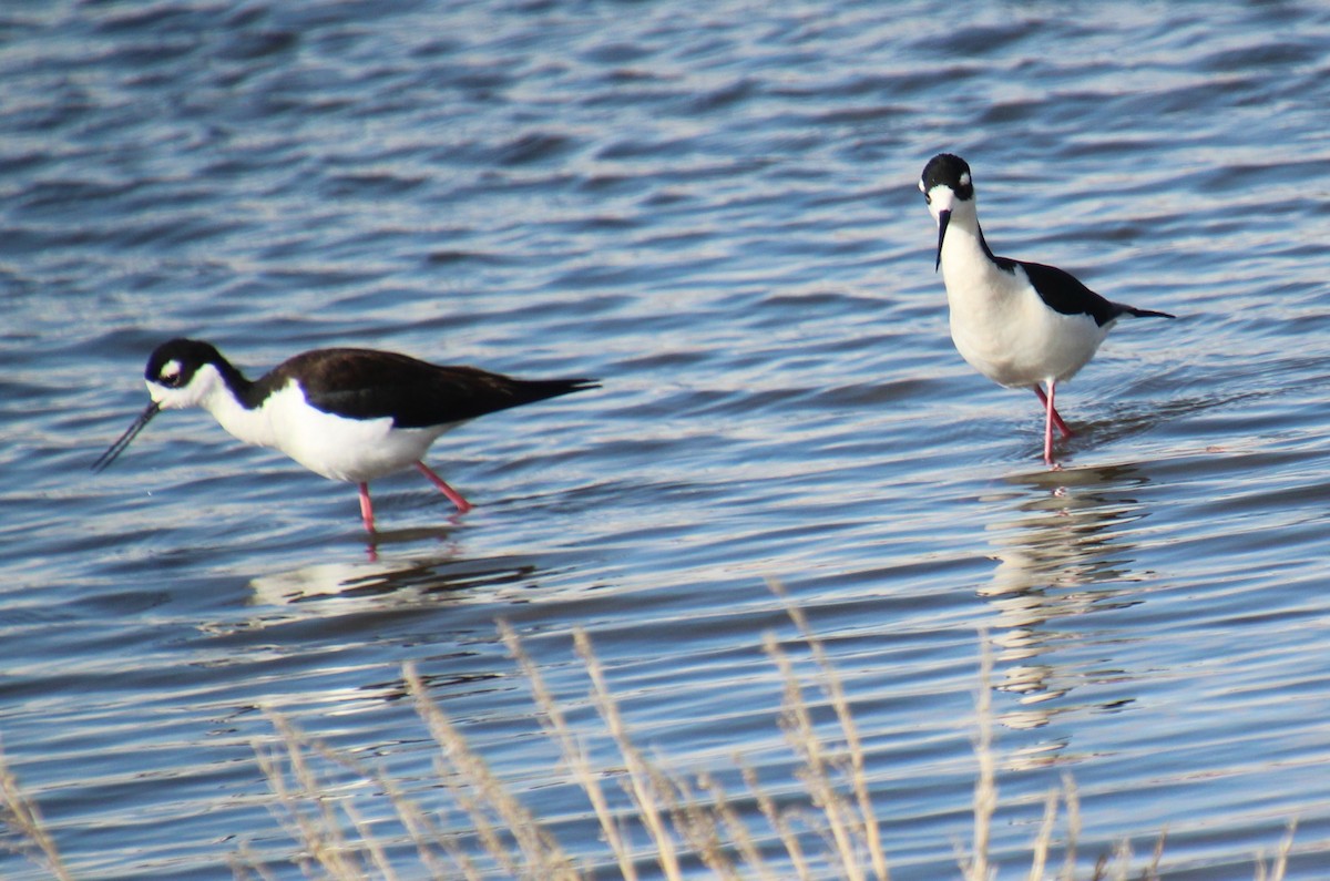 Black-necked Stilt - Elaine Cassidy