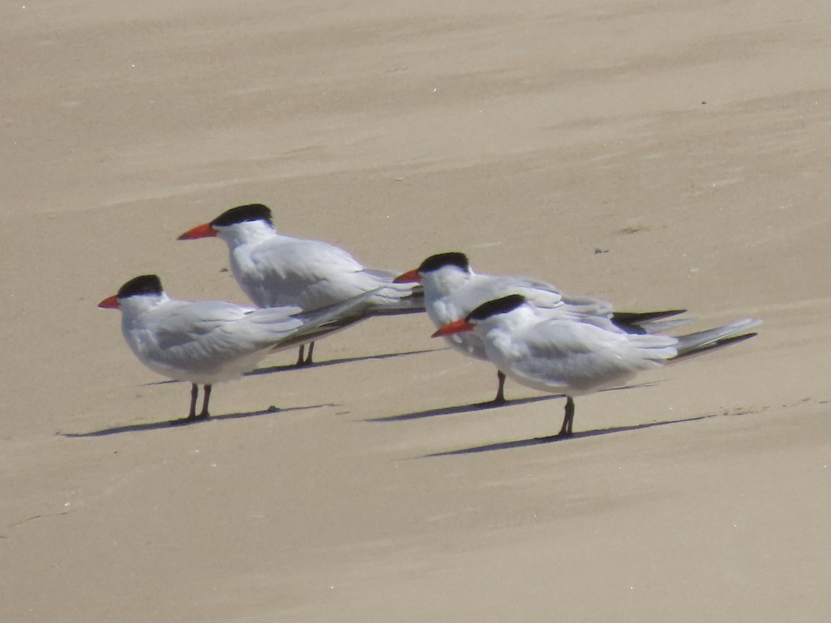 Caspian Tern - Alane Gray