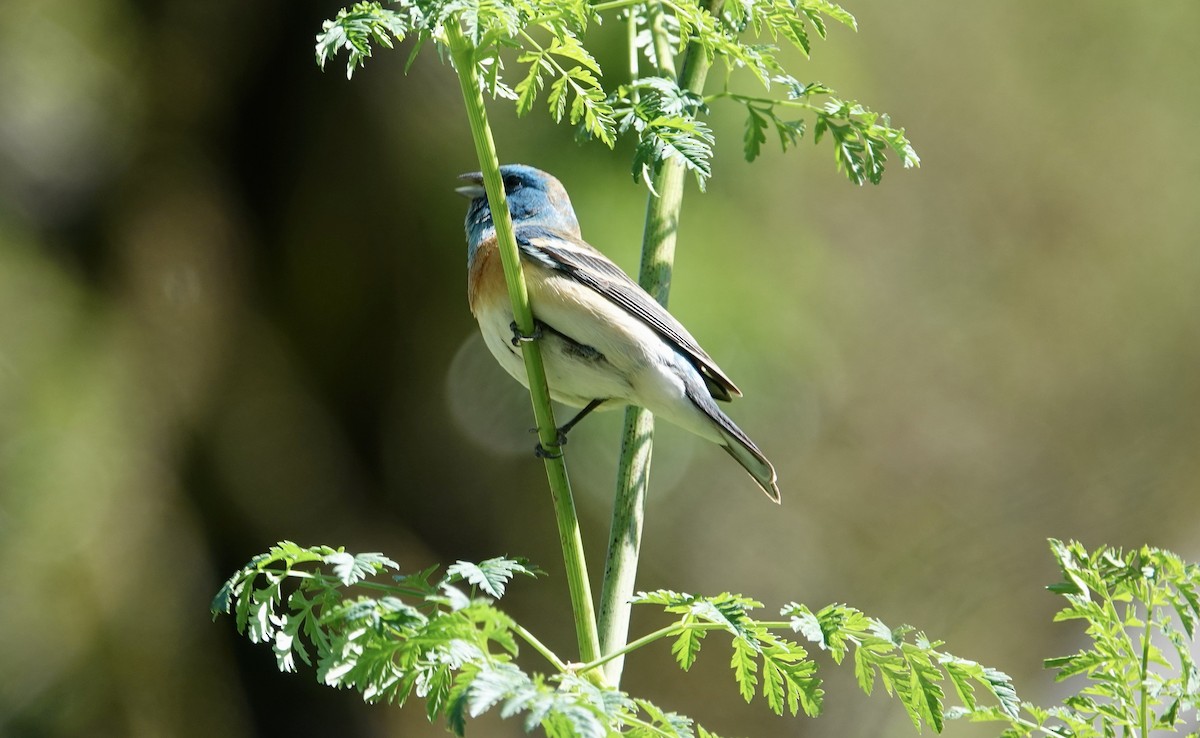 Lazuli Bunting - TK Birder