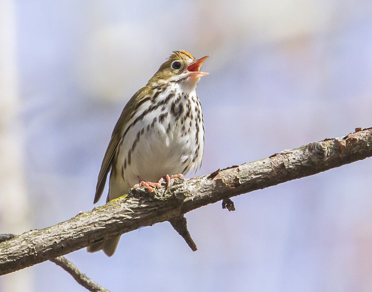 Ovenbird - Daniel Murphy