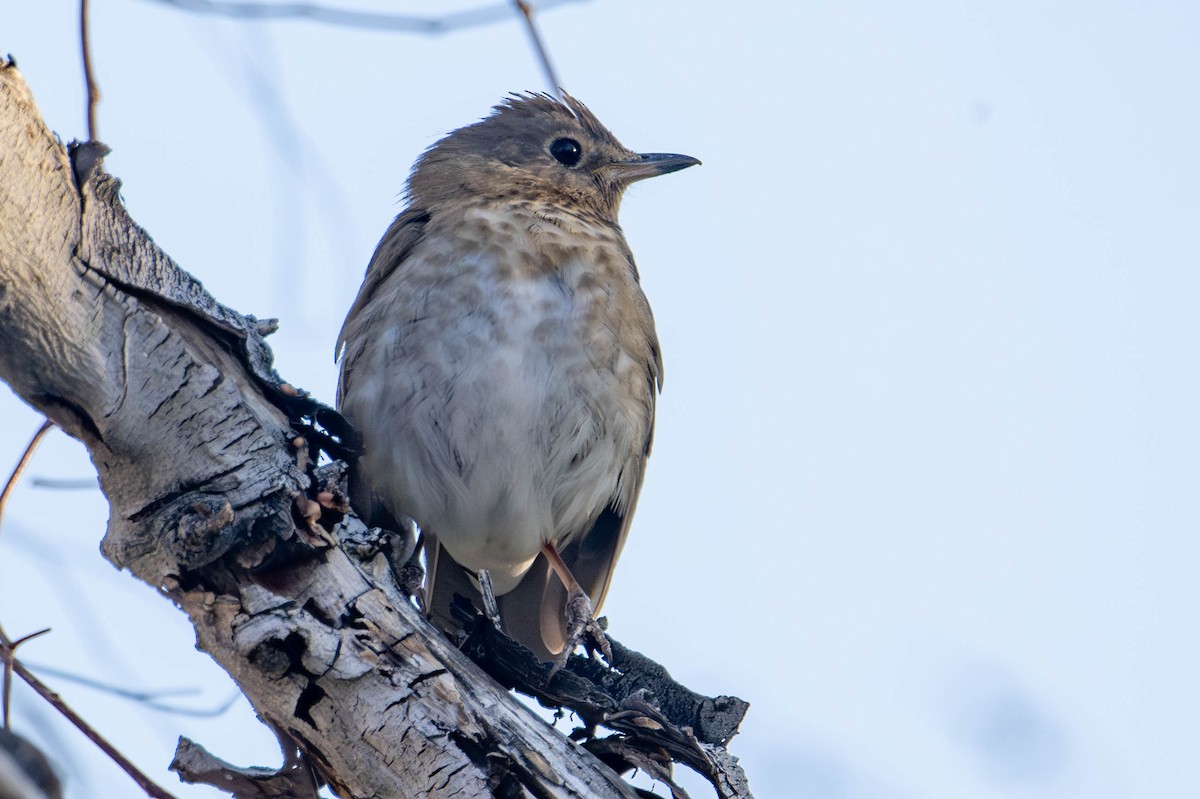 Swainson's Thrush - Nancy Christensen